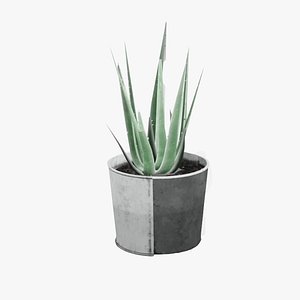 Aloe Poted plant 3D model