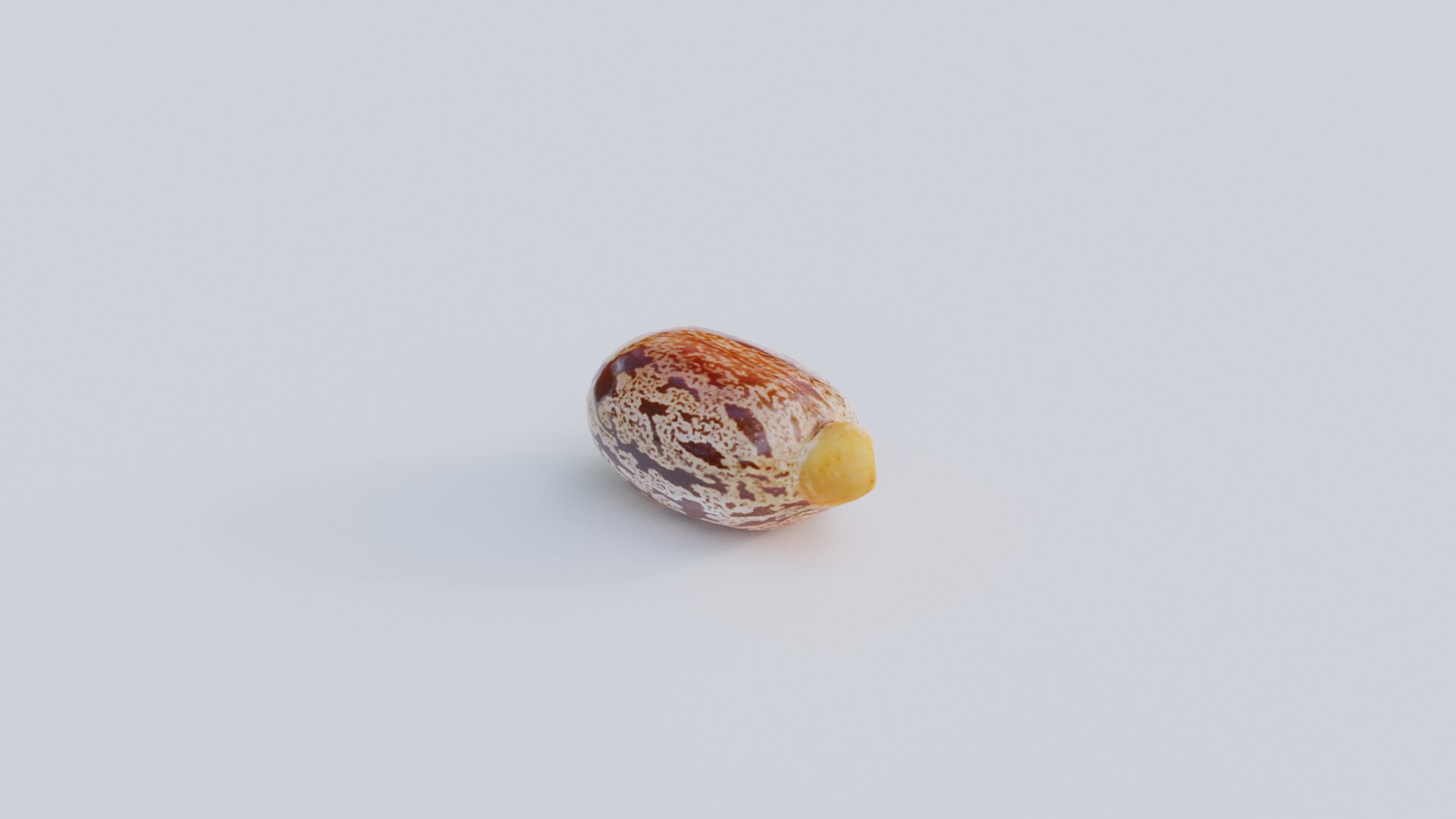 3D Caster Seeds Model - TurboSquid 2221639