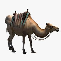 camel with luggage