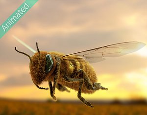 3D honeybee bee