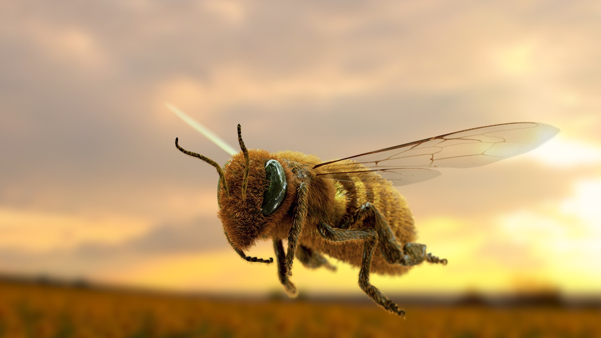 3D honeybee bee - TurboSquid 1390145