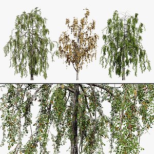 Betula Pendula Weeping Birch 3D model