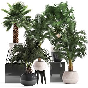 decorative palm trees model