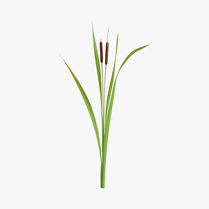 Reed Cattail Bulrush 3D model