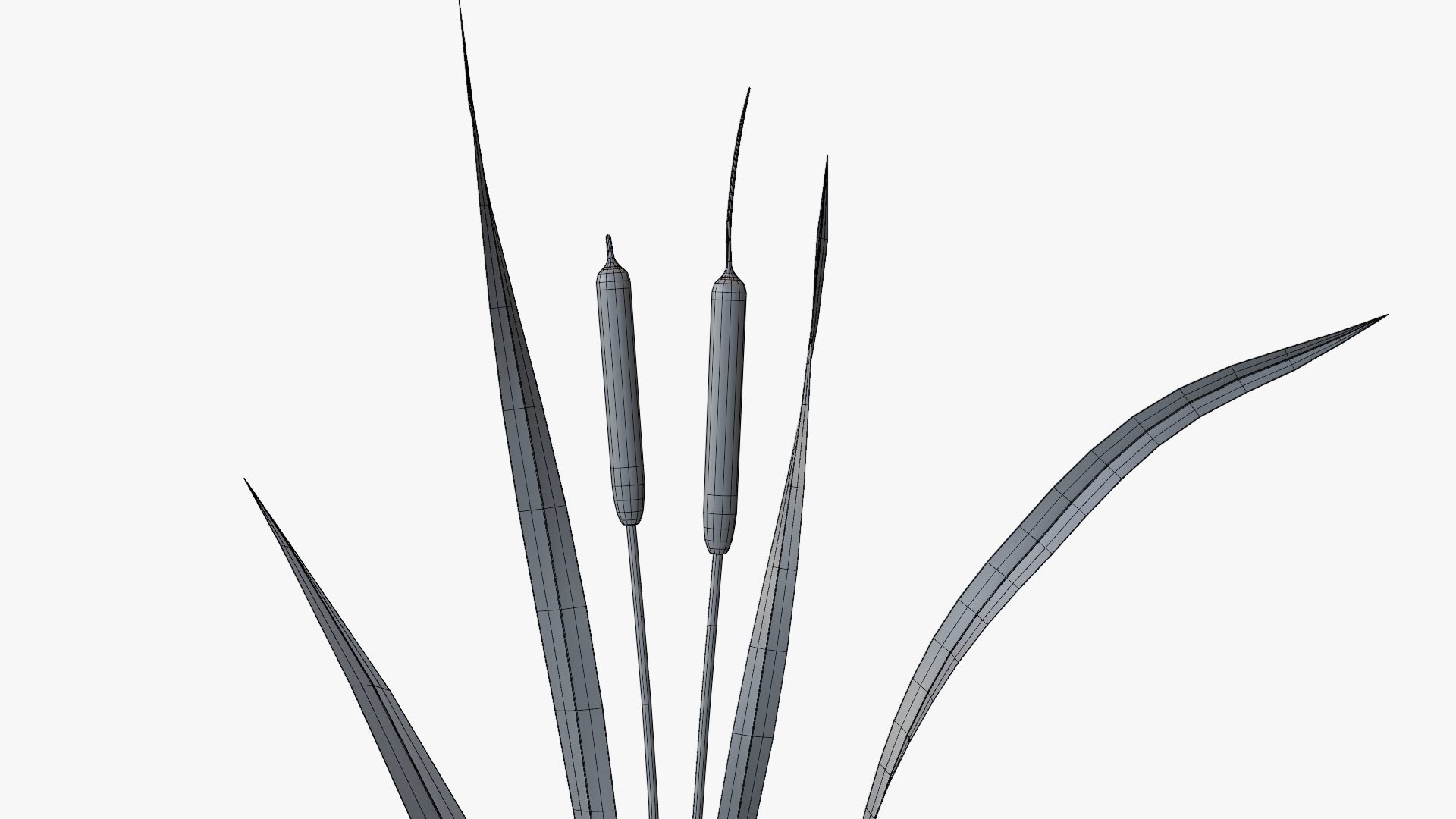 Reed Cattail Bulrush 3D Model - TurboSquid 2306445