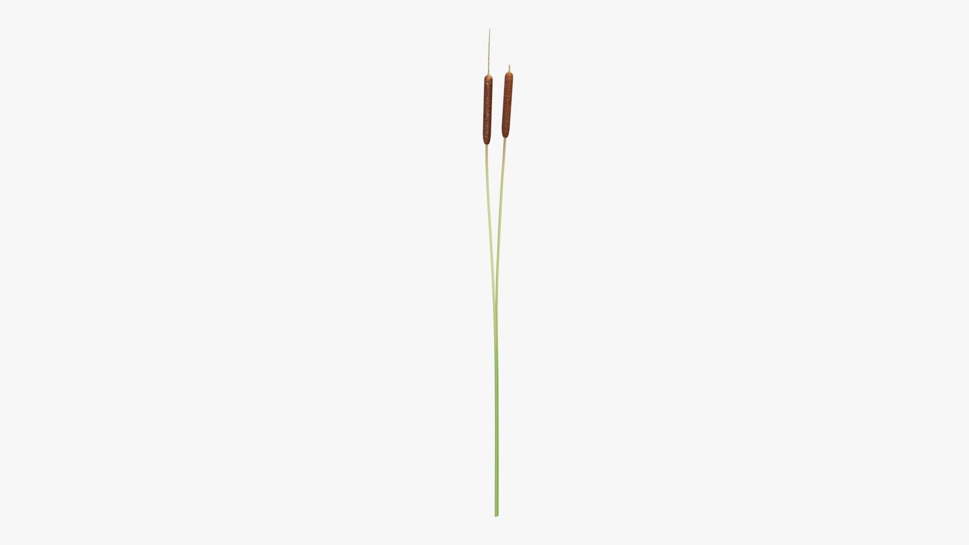 Reed Cattail Bulrush 3D Model - TurboSquid 2306445