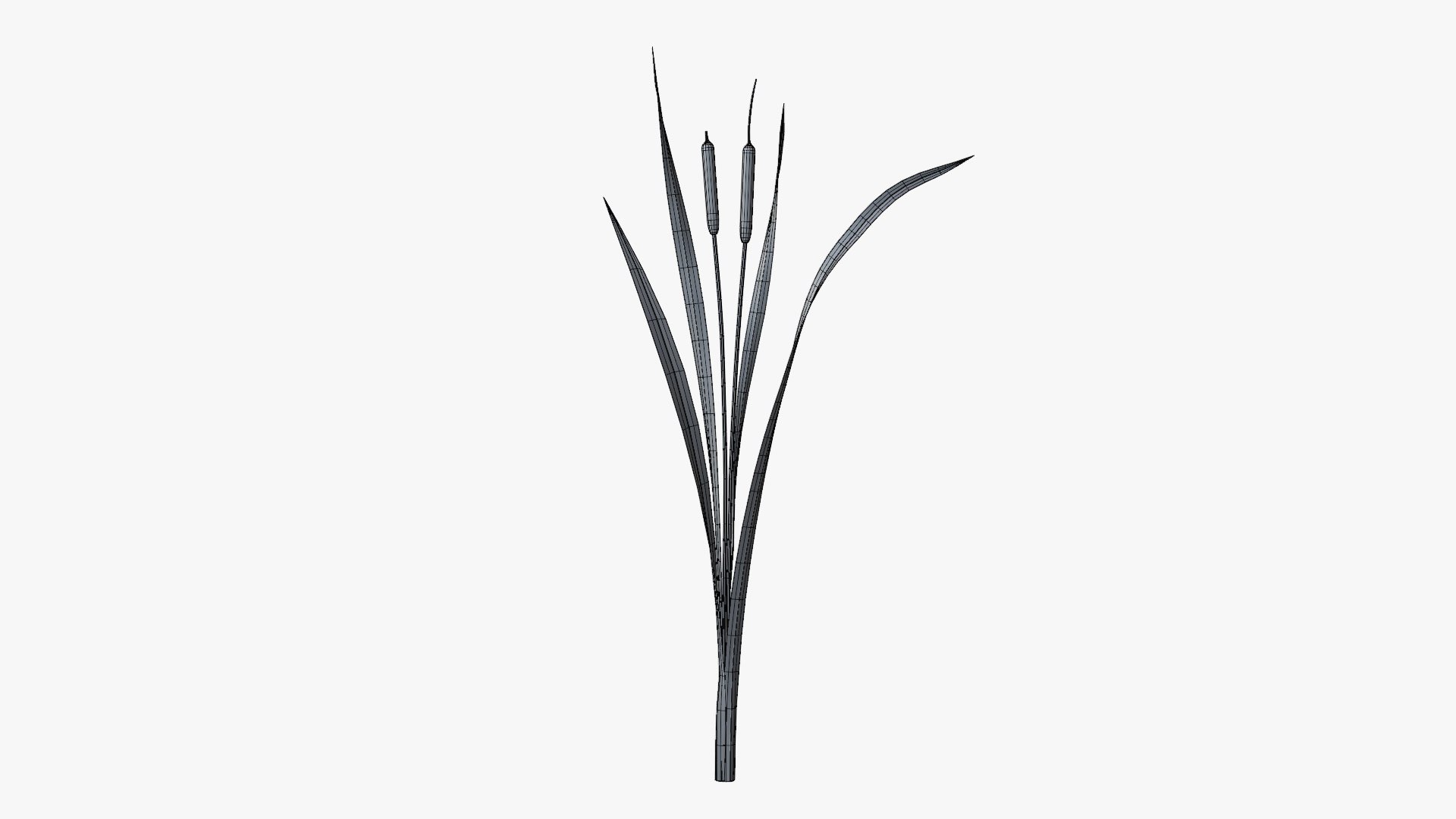Reed Cattail Bulrush 3D Model - TurboSquid 2306445