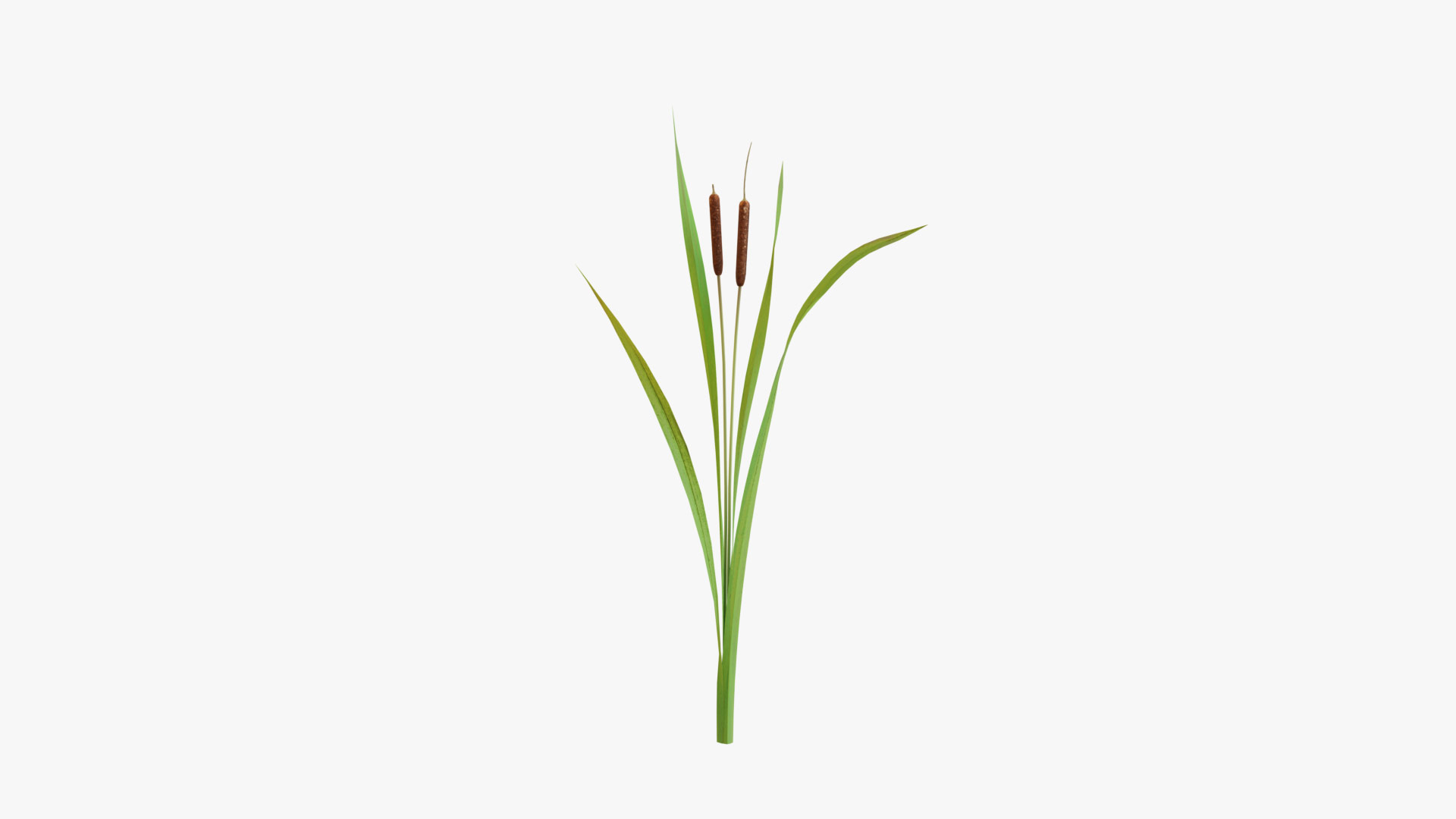 Reed Cattail Bulrush 3D Model - TurboSquid 2306445