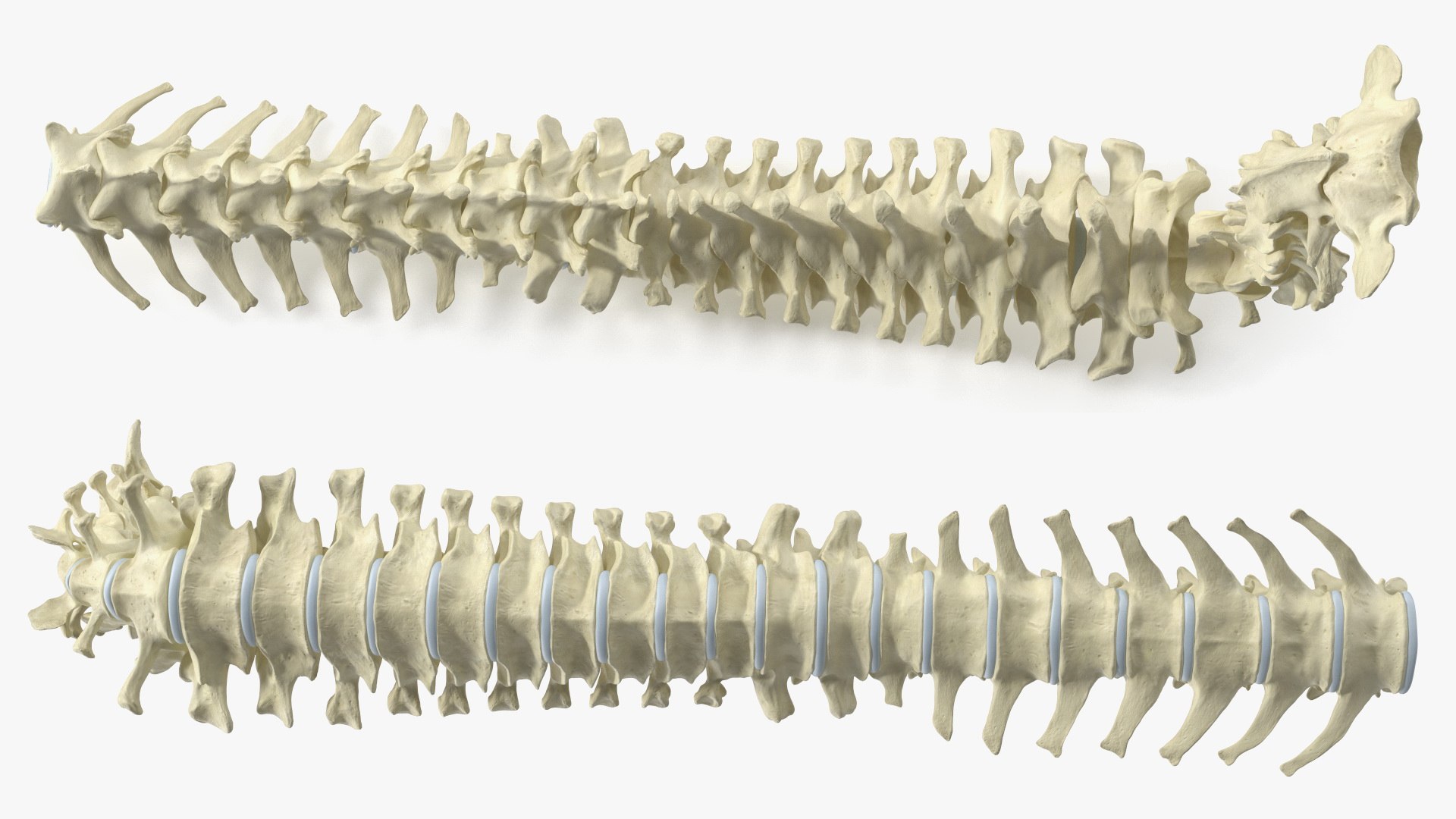 Anatomical Skeleton of Dog Spine 3D model https://p.turbosquid.com/ts-thumb/dS/mosGTv/HA/anatomical_skeleton_of_dog_spine_007/jpg/1746066024/1920x1080/fit_q87/55aa8c412c136d619b7e3b6bdd0a12adc3d1df64/anatomical_skeleton_of_dog_spine_007.jpg