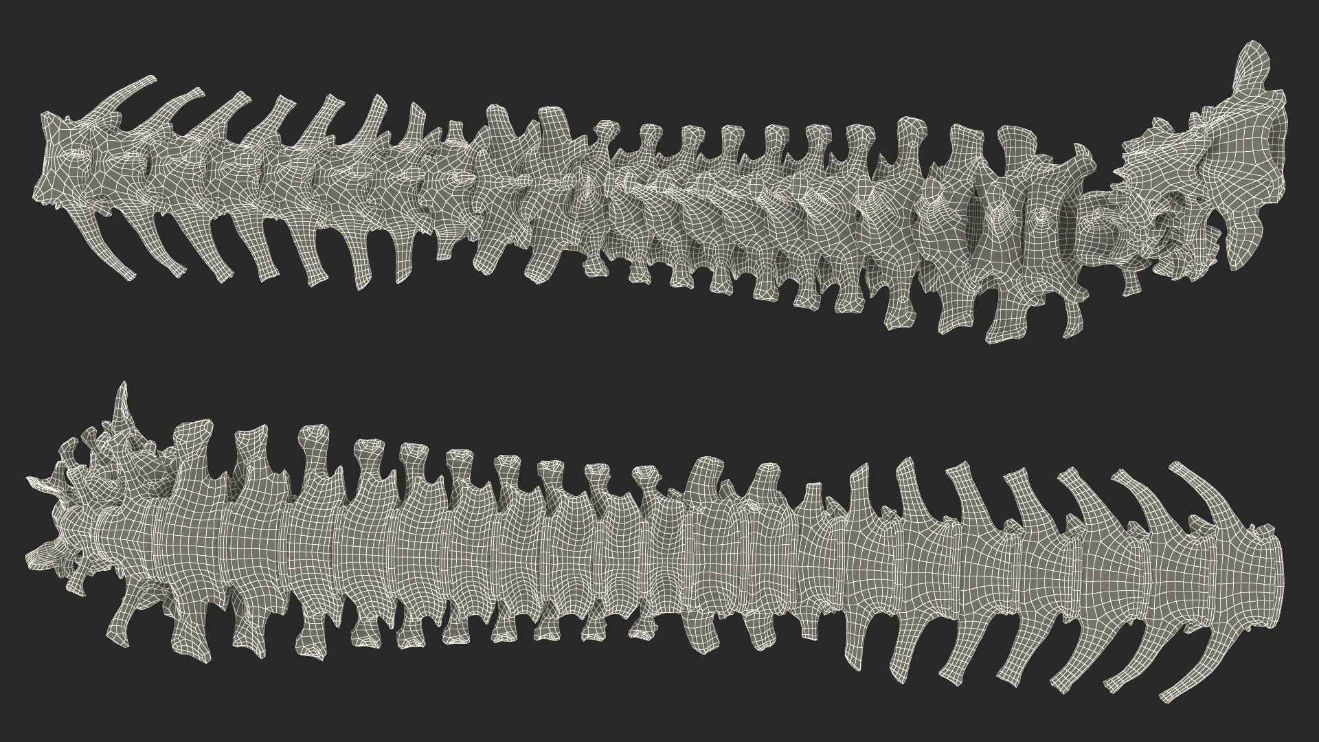Anatomical Skeleton of Dog Spine 3D model https://p.turbosquid.com/ts-thumb/dS/mosGTv/c9/anatomical_skeleton_of_dog_spine_019/jpg/1746066060/1920x1080/fit_q87/570b3f756cd64540534723658e5d728f2ea51a97/anatomical_skeleton_of_dog_spine_019.jpg