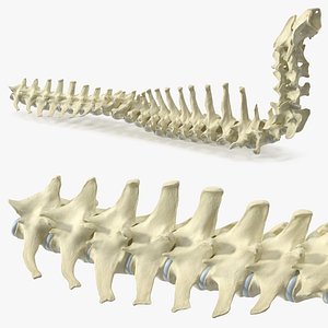 Anatomical Skeleton of Dog Spine 3D model