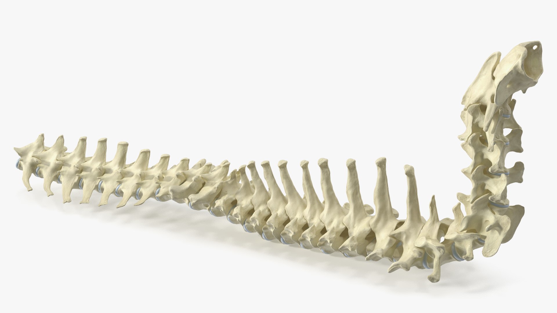 Anatomical Skeleton of Dog Spine 3D model preview