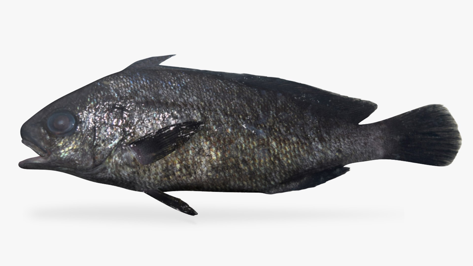Rock croaker 3D model - TurboSquid 1368420
