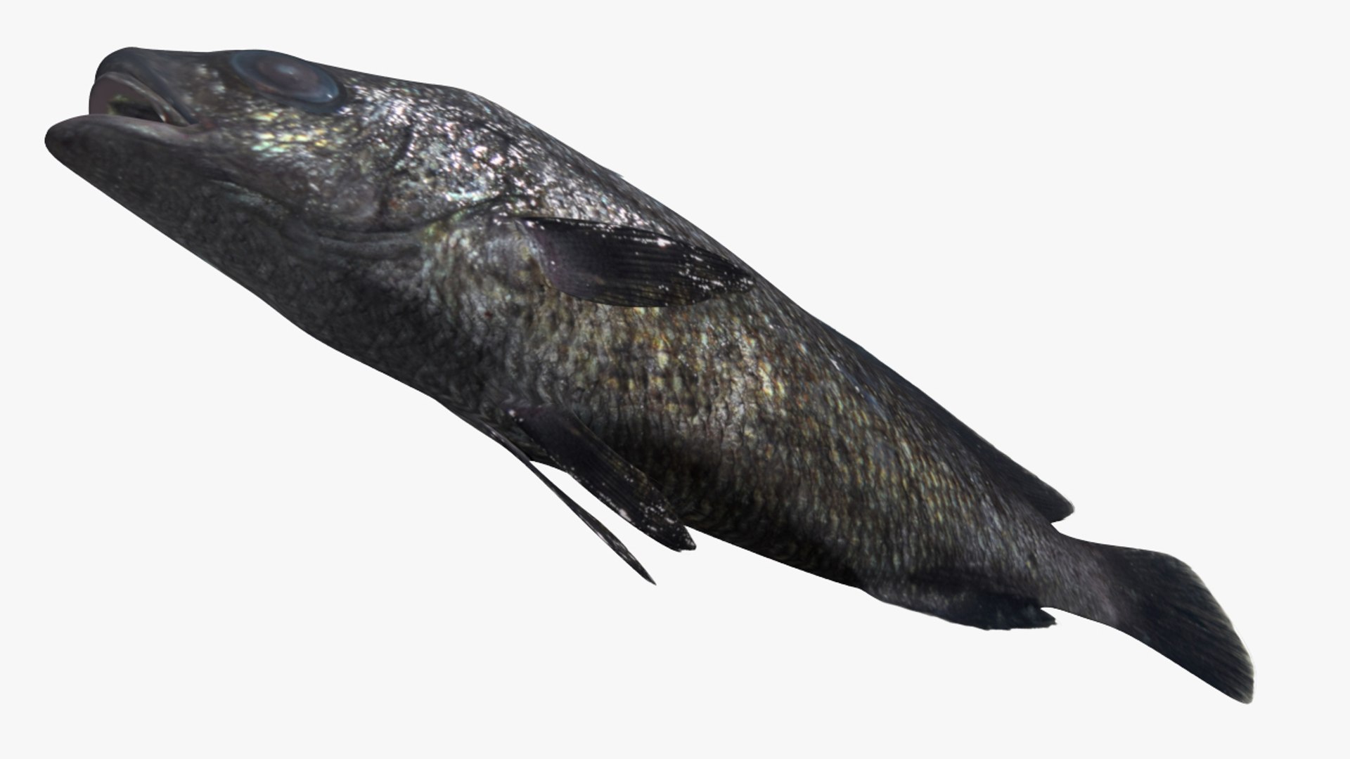 Rock croaker 3D model - TurboSquid 1368420