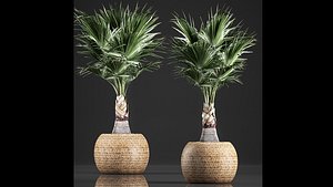 3D palm basket model