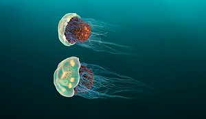 Jellyfish Lowpoly AR VR mobile