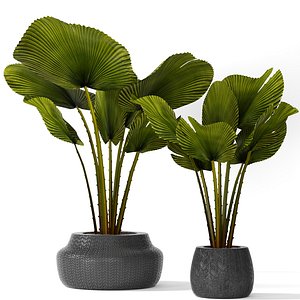 palm licuala 3d model