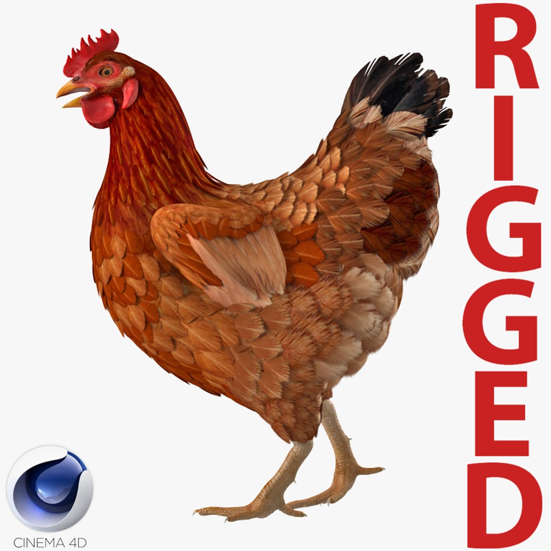 Brown Chicken Rigged for Cinema 4D 3D model preview