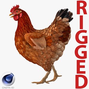 brown chicken rigged 3D model