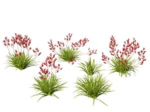 Anigozanthos flavidus - Evergreen kangaroo paw