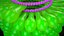 Tobacco mosaic virus