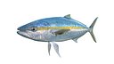 Rainbow Runner Fish