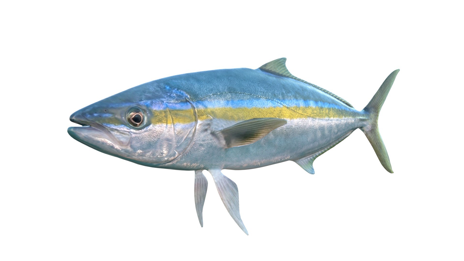 3D 50 Fish Sea Creatures Collection https://p.turbosquid.com/ts-thumb/dT/YLySgm/st/1/jpg/1776260726/1920x1080/fit_q87/9ffacf60c538269e5006f58c1f301b7b952430e8/1.jpg