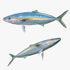Rainbow Runner Fish