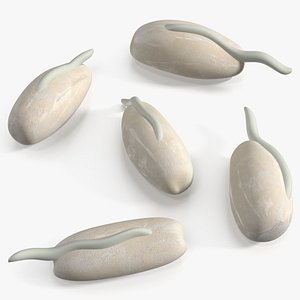 Germinated Rice Grains