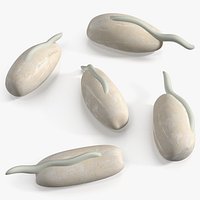 Germinated Rice Grains