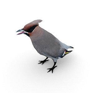 Waxwing