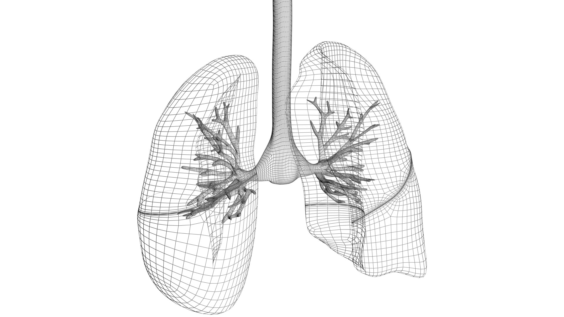 3D Model Lungs - TurboSquid 2215806