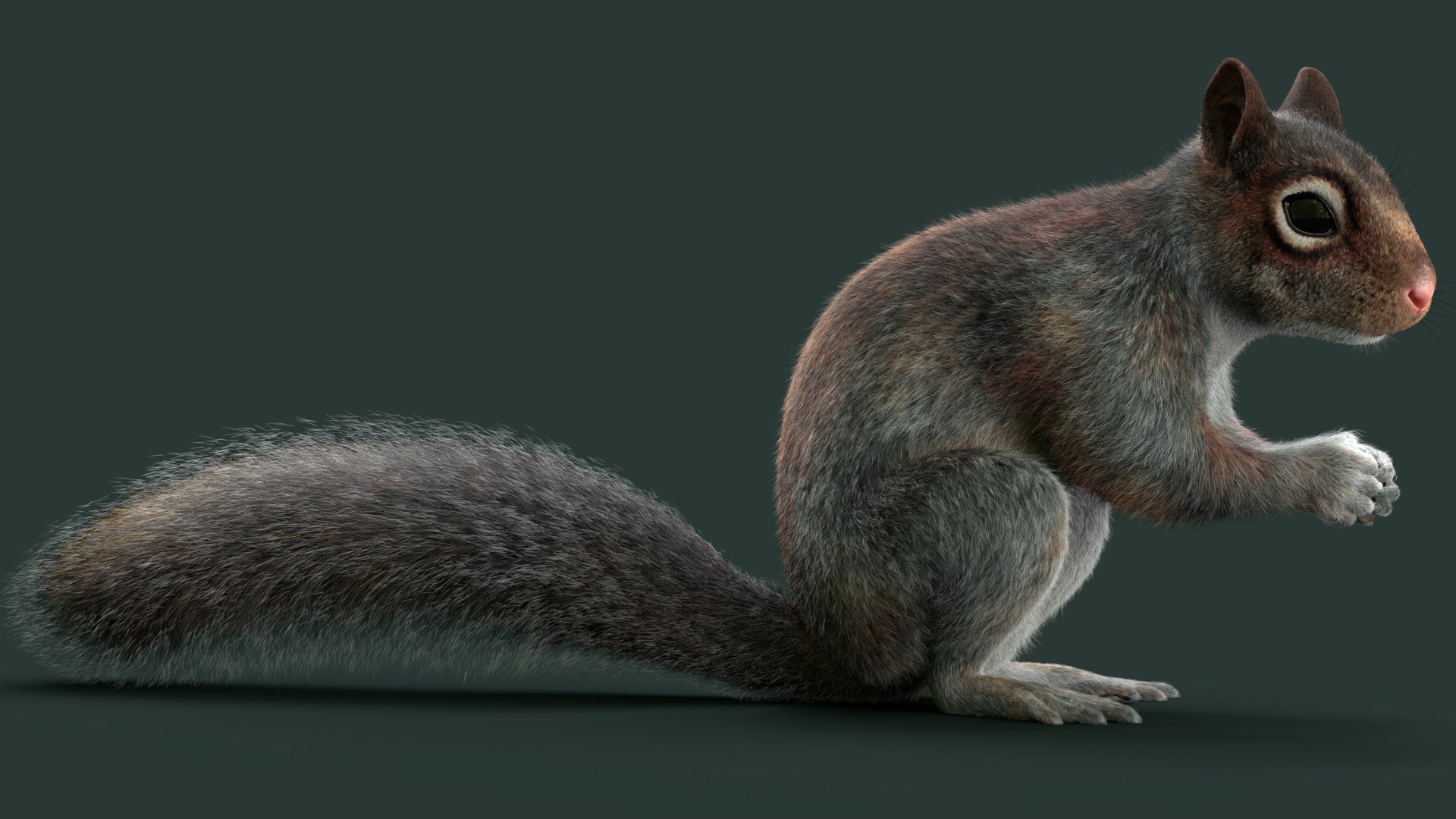 Squirrel 3 FUR Rigged 3D Model - TurboSquid 2405071