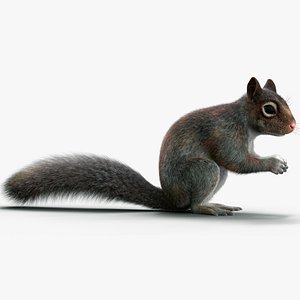 Squirrel 3 FUR Rigged 3D model