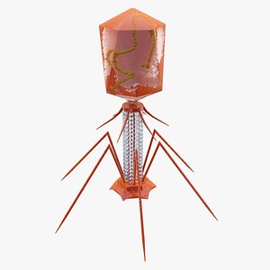 Bacteriophage Virus