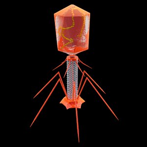 Bacteriophage Virus
