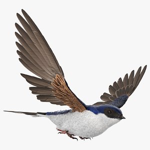 Flying House Martin Bird Animated Rigged 3D