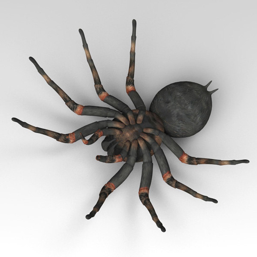 3D iguana tarantula https://p.turbosquid.com/ts-thumb/dU/4W2u3H/4iztHkXQ/14/jpg/1539876399/1920x1080/fit_q87/aefe23b04d1e6ea54d506b8bdd203515aec9d5a9/14.jpg