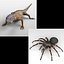 Iguana_Tarantula