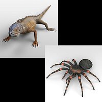 Iguana_Tarantula
