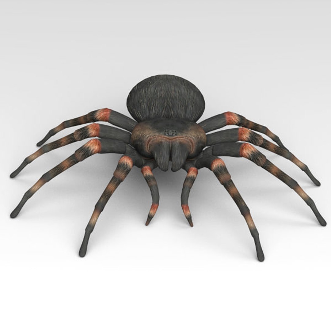 3D iguana tarantula https://p.turbosquid.com/ts-thumb/dU/4W2u3H/Qq48mbLL/13/jpg/1539876398/1920x1080/fit_q87/fdaa42716f6f4edbc909cac2e5cfeaf59a31e001/13.jpg