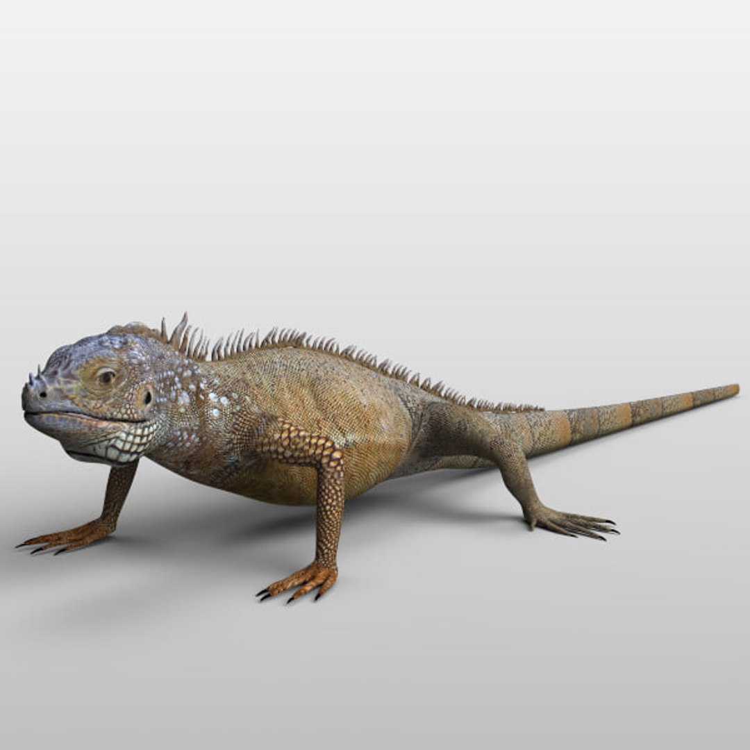 3D iguana tarantula https://p.turbosquid.com/ts-thumb/dU/4W2u3H/a7sy9rpA/02/jpg/1539876398/1920x1080/fit_q87/61cb975c1a29e92a2c0303e369ca91c4a0c00283/02.jpg