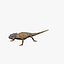 Iguana_Tarantula