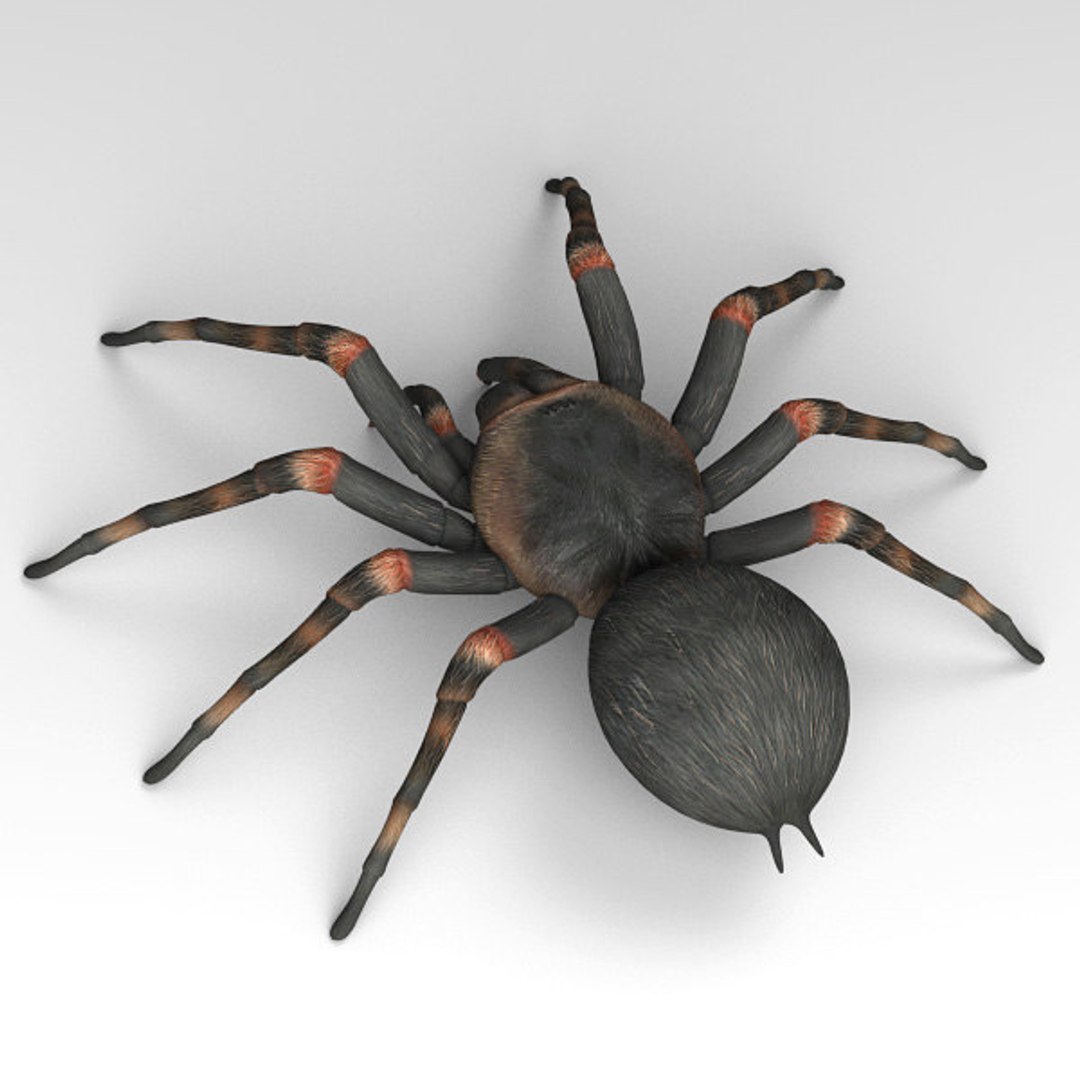 3D iguana tarantula https://p.turbosquid.com/ts-thumb/dU/4W2u3H/soQyuCwW/12/jpg/1539876398/1920x1080/fit_q87/4b7bd6d001b63a3b098dd72e26778404286e36c9/12.jpg