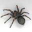 Iguana_Tarantula