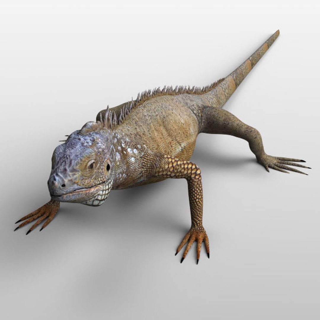 3D iguana tarantula https://p.turbosquid.com/ts-thumb/dU/4W2u3H/xV5KoBeF/01/jpg/1539876398/1920x1080/fit_q87/3dc4401351e318517d255c03e48f951ea4db2c69/01.jpg