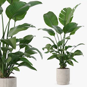 Strelitzia in biedge flower pot model