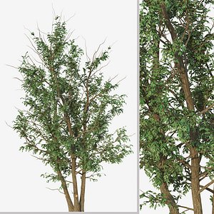 3D Set of Gleditsia Triacanthos or Thorny honeylocust Trees model