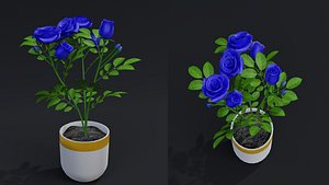 Small Rose Plant