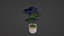Small Rose Plant
